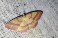 Rhodostrophia calabra