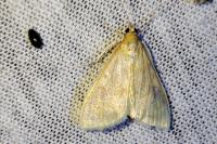 Sitochroa verticalis