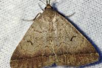 Zanclognatha lunalis