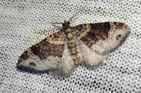 Xanthorhoe ferrugata