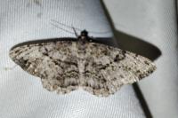 Peribatodes rhomboidaria