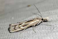 Pediasia fascelinella