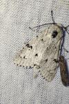Acronicta leporina