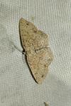 Cyclophora porata