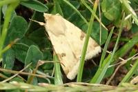 Heliothis peltigera