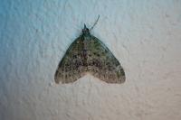 Acasis viretata
