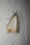 Evergestis extimalis
