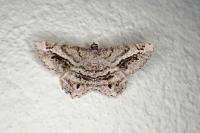 Chiasmia aestimaria