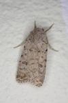 Caradrina clavipalpis