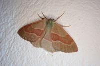 Hylaea fasciaria