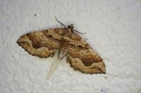 Pelurga comitata