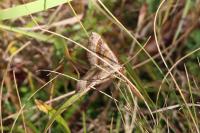 Scotopteryx chenopodiata