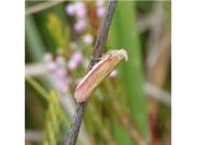 Oncocera semirubella