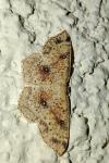 Cyclophora porata
