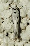 Ethmia terminella