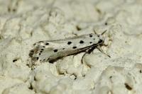 Ethmia terminella