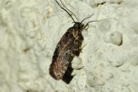 Agonopterix purpurea
