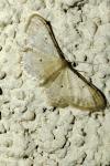 Idaea politaria