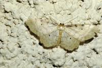 Idaea fuscovenosa