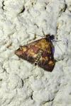 Pyrausta aurata