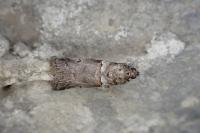Acrobasis legatea