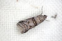 Acrobasis romanella