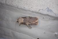 Agrotis puta