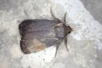 Amphipyra livida
