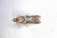 Ancylosis cinnamomella
