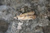 Ancylosis cinnamomella