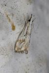 Catoptria falsella