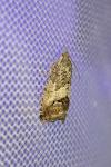 Cydia splendana