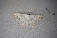Scopula submutata