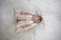 Leucania putrescens