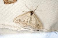 Lomographa temerata