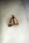 Pyrausta aurata