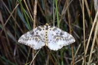 Abraxas grossulariata