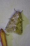 Acronicta rumicis