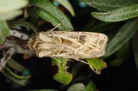 Agrotis graslinii