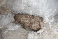 Agrotis trux