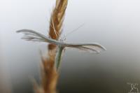 Pterophorus pentadactylus