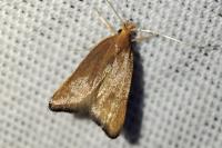 Eurodachtha pallicornella