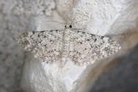 Eupithecia semigraphata