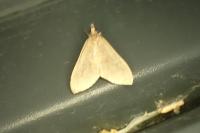 Mecyna asinalis