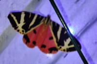 Euplagia quadripunctaria