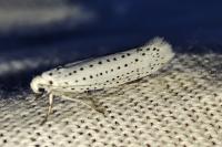 Yponomeuta evonymella