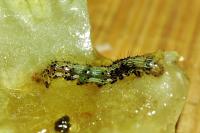 Helicoverpa armigera