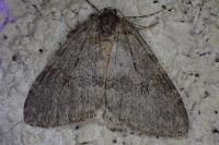 Epirrita dilutata/Epirrita autumnata/Epirrita christyi