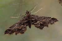 Diasemiopsis ramburialis