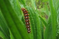 Acronicta rumicis